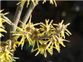 hamamelis